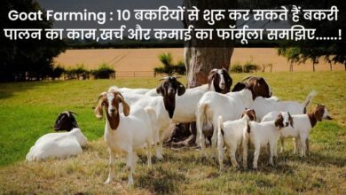 Goat Farming